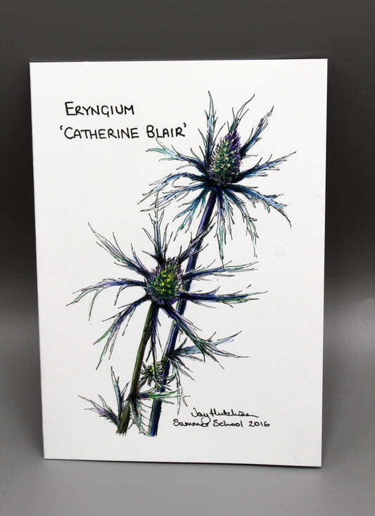 Eryngium 'Catherine Blair' Greeting Card (A6) pack of 10